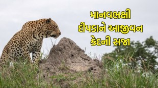 leopard insurat rehabilitation center