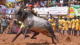 Jallikattu, Manjuvirattu, Tamil Nadu, accidents