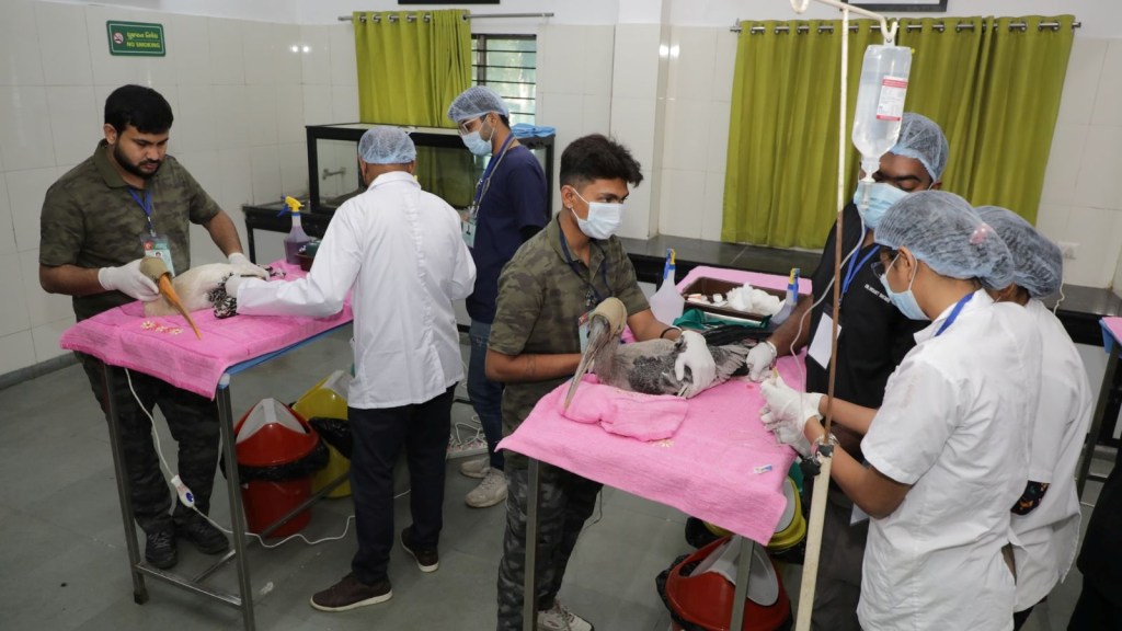 Uttarayan accident, Makar Sankranti Uttarayan, Ahmedabad,