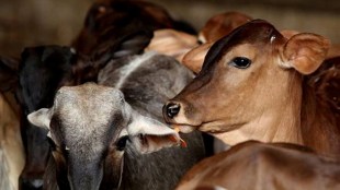 Surat, Surat cow head found,