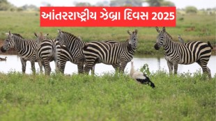 international zebra day, international zebra day 2025