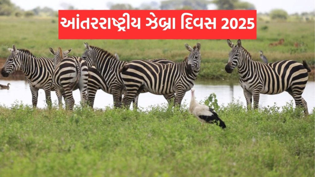 international zebra day, international zebra day 2025