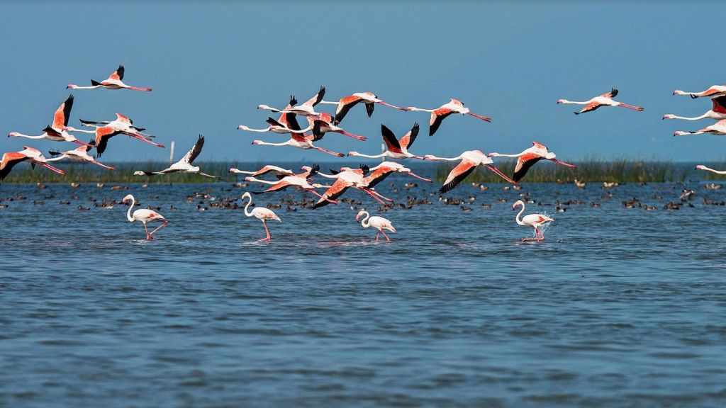 Odisha Tourism chilika lake
