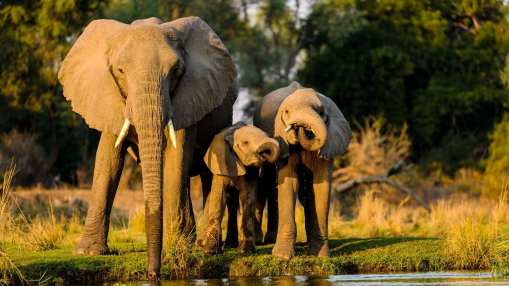 South India National Park Tour in Summer