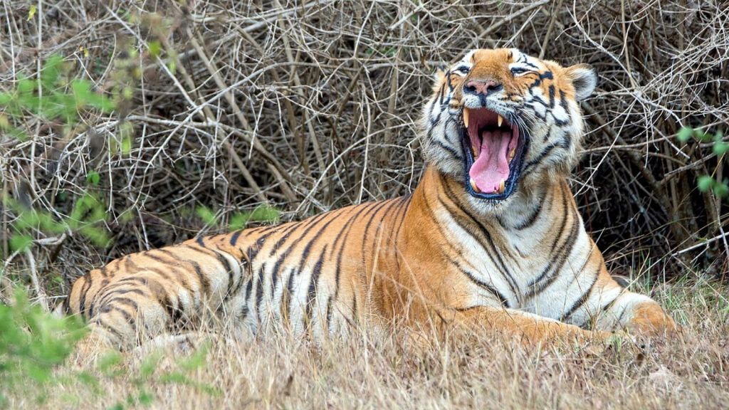 South India National Park Tour in Summer