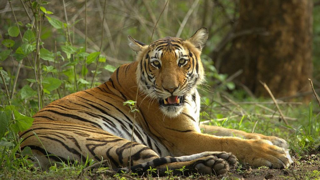 South India National Park Tour in Summer