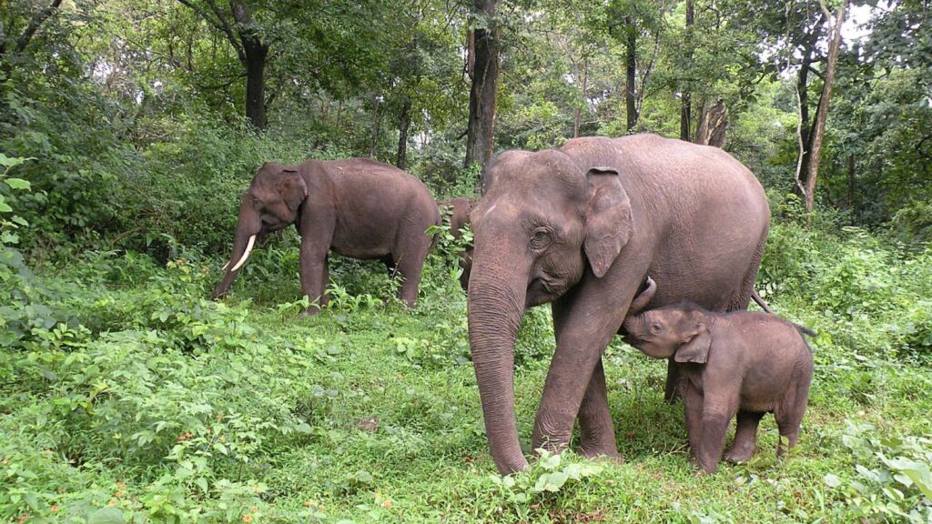 South India National Park Tour in Summer