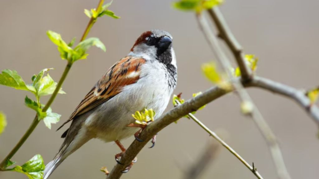World Sparrow Day 2025