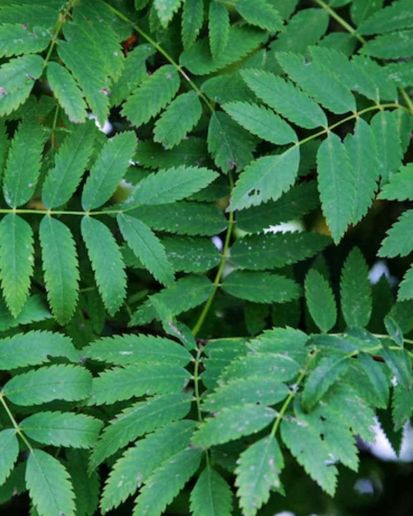 Neem Leaves