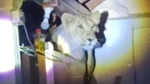 lion, સિંહ