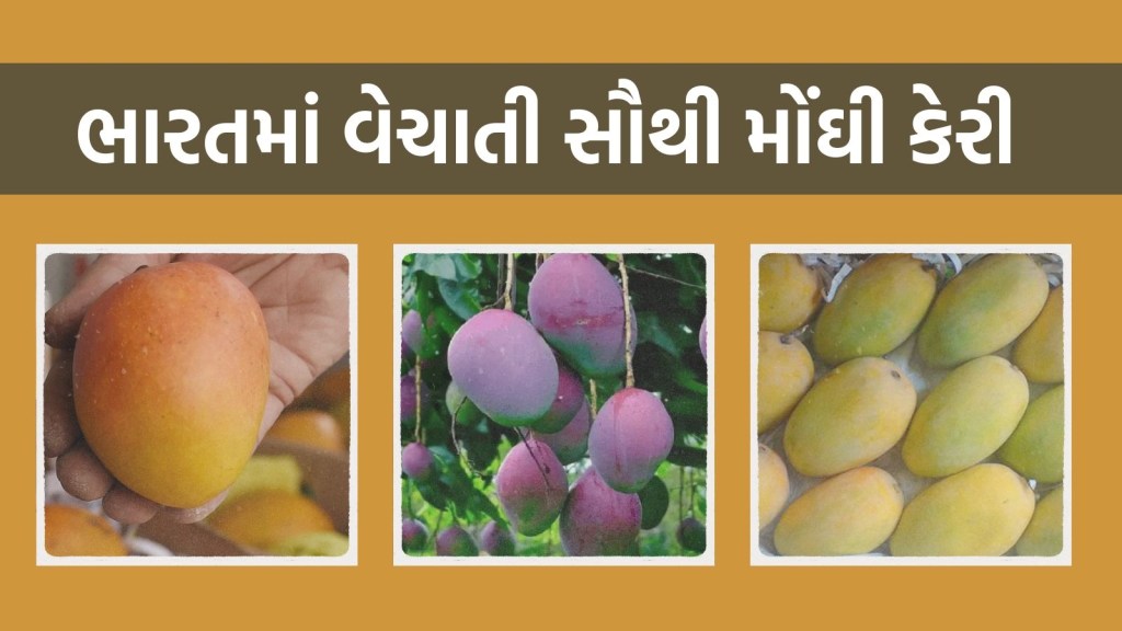 most expensive mangoes sold in India, Miyazaki mango, Kesar mango