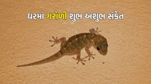 Lizard In Home Good or Bad | Lizard | Garoli | chipkal ke shubh ashubh sanket | Garoli na shubh ashubh sanket | vastu tips