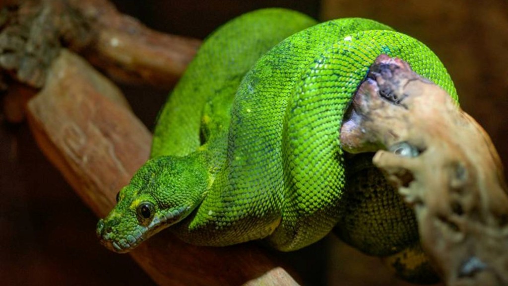 Northern Green Anaconda discovery, biggest snake in Amazon,