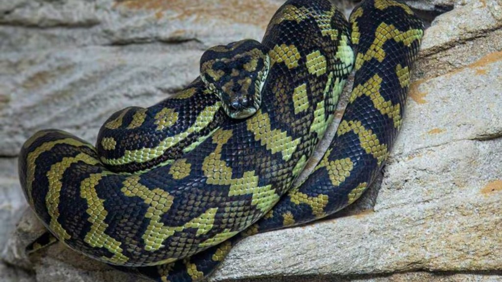 snake weighing 500 kg, largest snake species ever recorded,