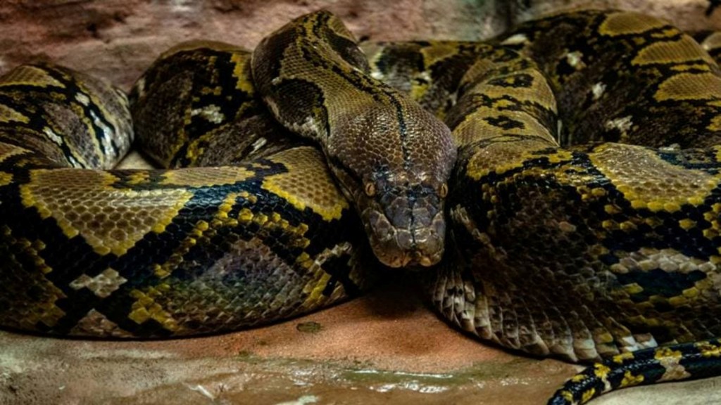 world’s largest snake discovered, heaviest snake in the world