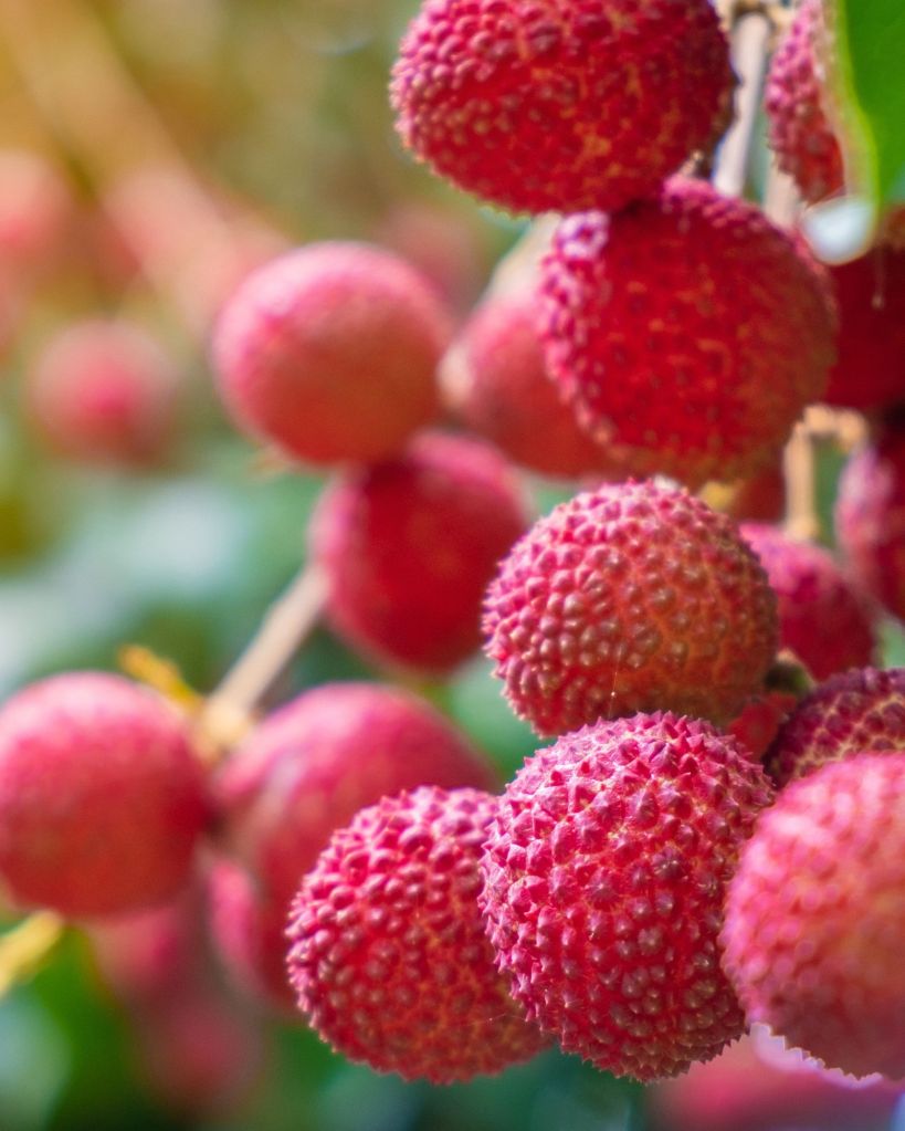 lychee benefits