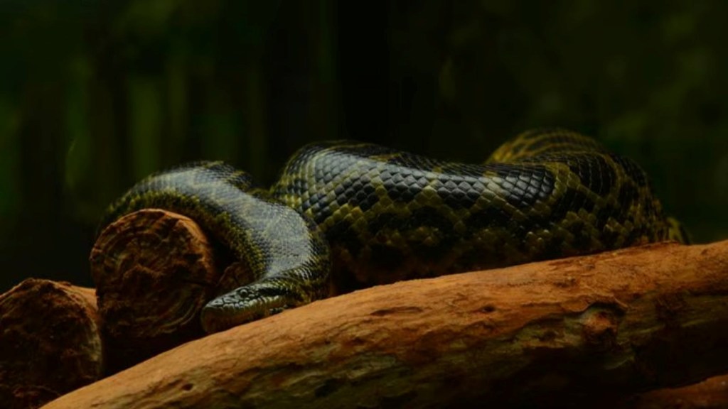 giant anaconda Ecuador, massive snake amazes scientists,