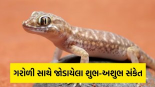 Lizard, Lizard Falling On Body Meaning
