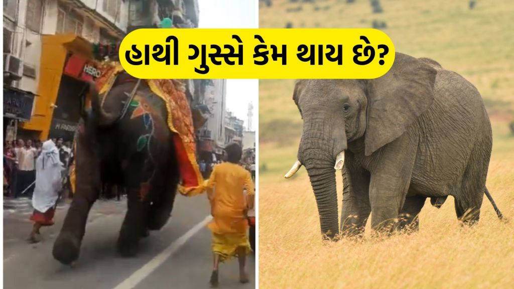 elephants angry reason | elephants angry | Elephant Runs Amok | Elephant Runs In Ahmedabad Rath Yatra | Elephant