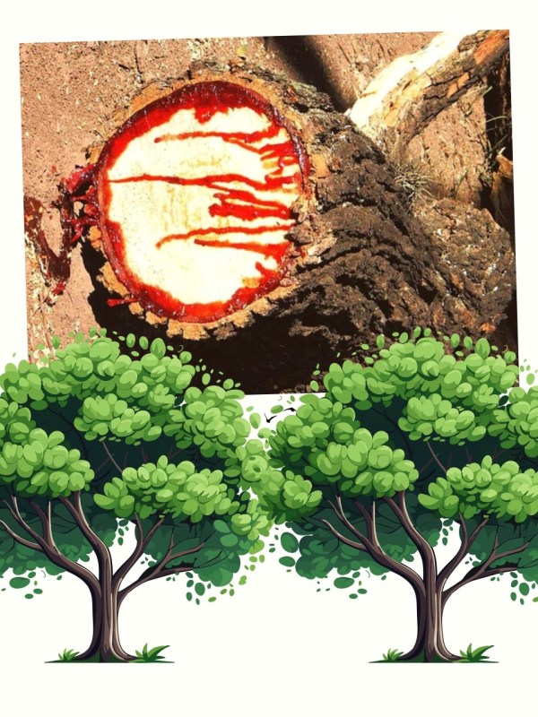 bloodwood tree medicine uses