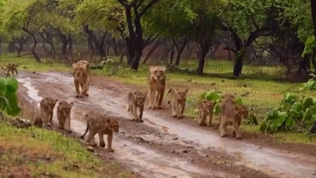 death of lion cub, Asiatic lion