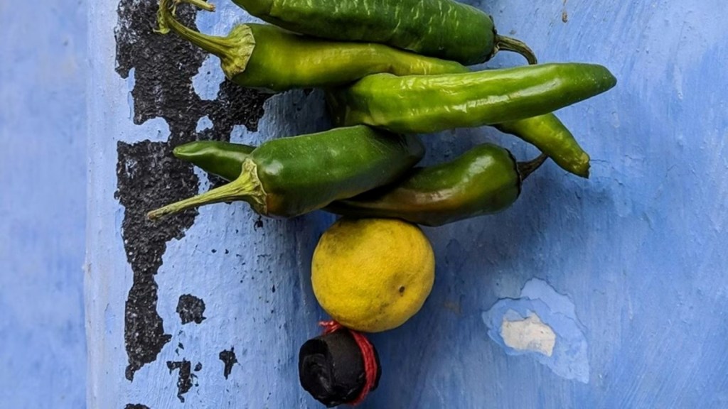 Hanging Lemon Chillies myth vs fact