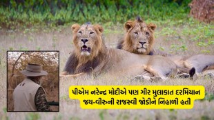 Gir Forest Park, Jay viru Lion Jodi