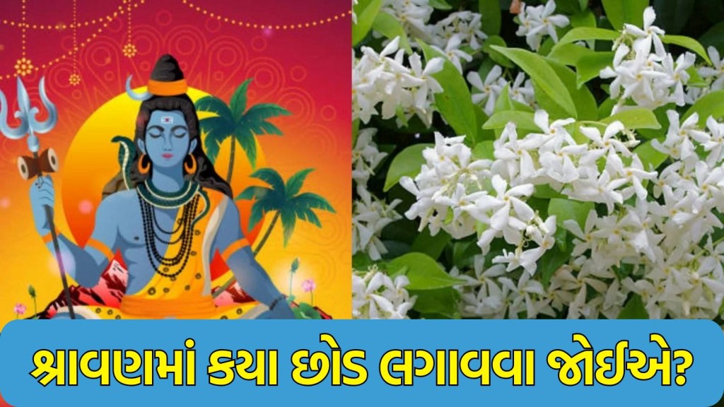 shravan Lucky Plants 2025