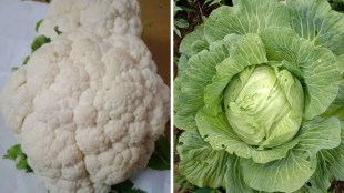 cabbage, cauliflower, કોબી, ફુલાવર