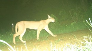 wildlife monitoring mp, caracal sighting india