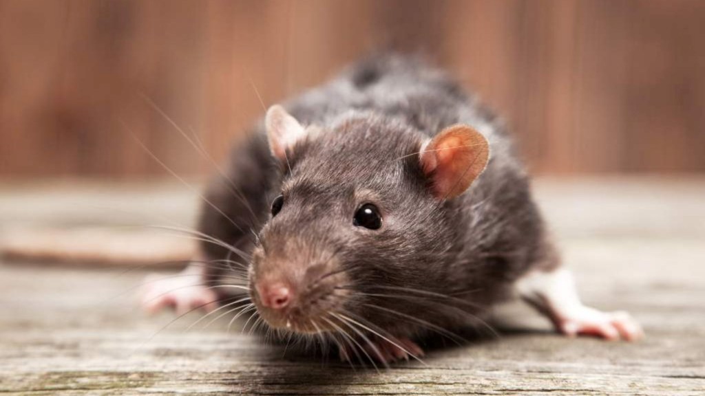 How to get rid of rats peacefully