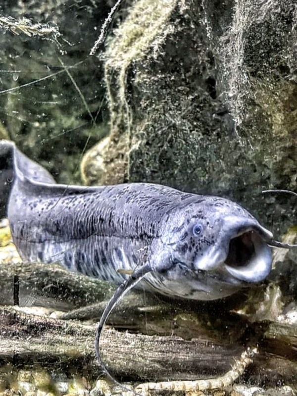 lungfish interesting facts, lungfish life
