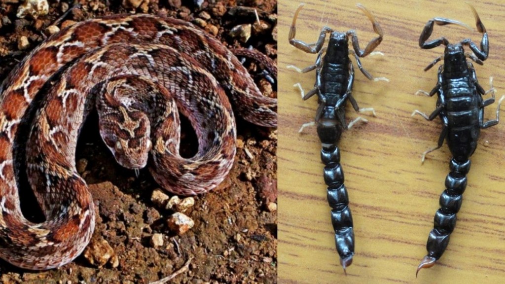 વીંછીના ડંખ માટે પ્રાથમિક સારવાર, First Aid for Snake Bite