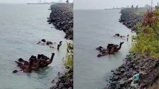 camel of Kutch, camel floating in the sea