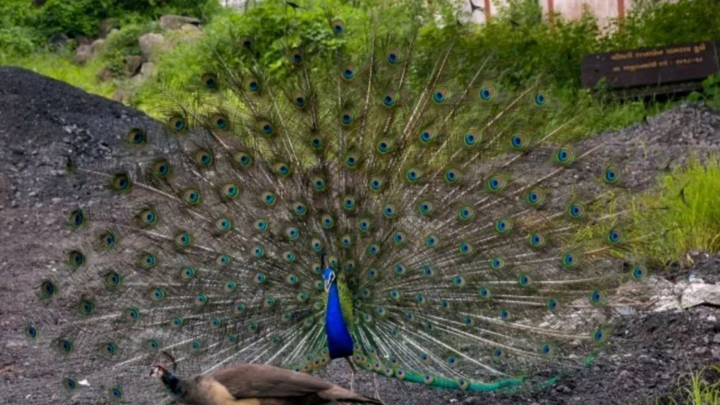 19 peacocks found dead