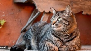 Man kills cat Instagram story