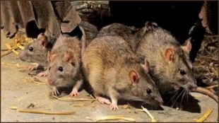 Rats, ઉંદર