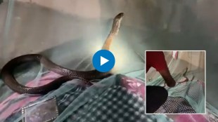 snake viral video, સાપનો વાયરલ વીડિયો