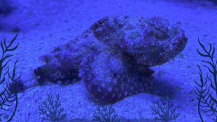 deadly marine animals