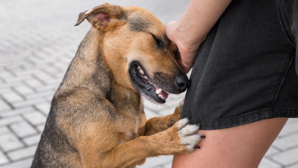 dog attack safety tips | dog safety tips | dog bite safety tips | how to Protect yourself from dog attack