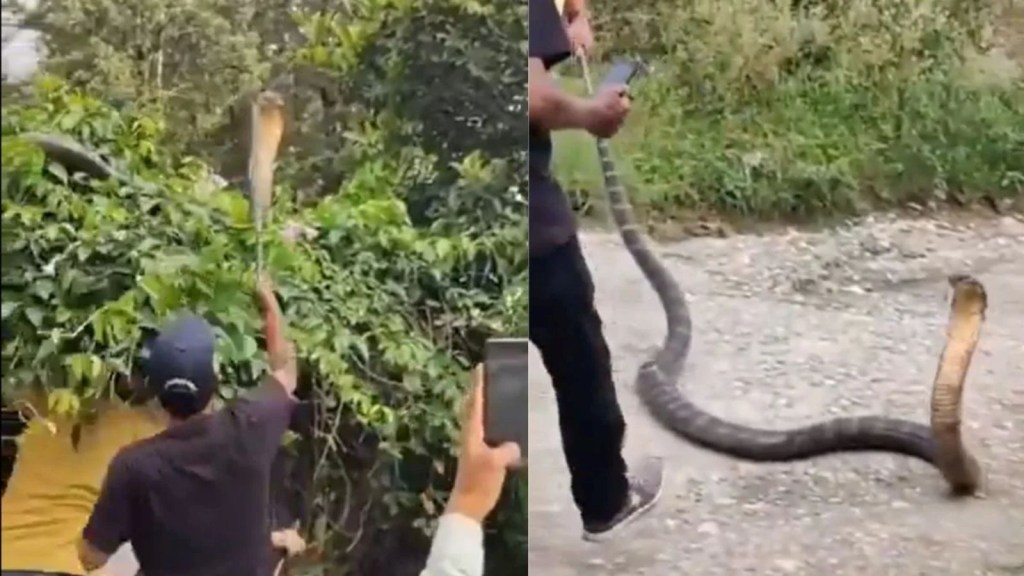King Cobra rescue video