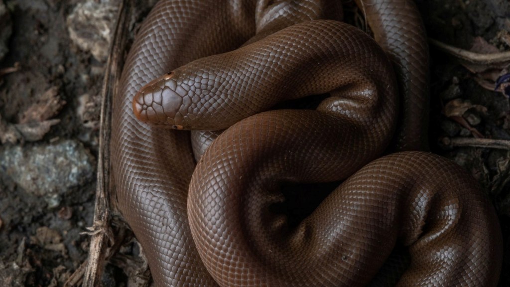 wildlife trafficking