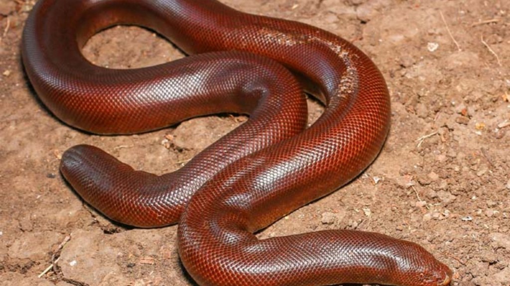 red sand boa snake