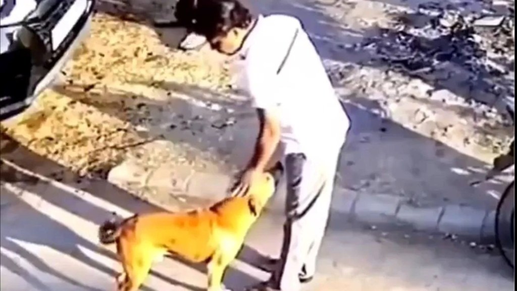 street dog bite man, viral video